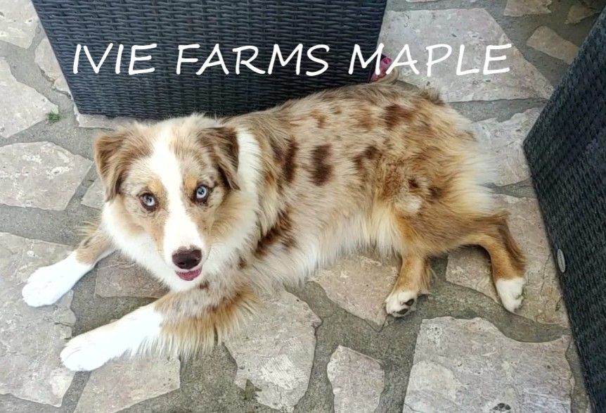 ivie farms Maple
