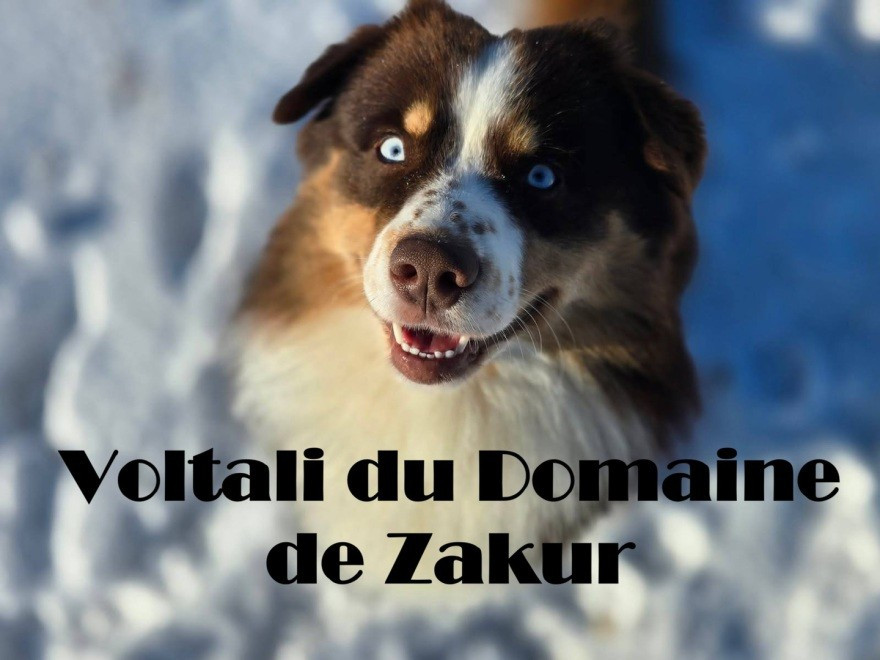 Voltali Du Domaine De Zakur
